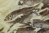 Fossil Fish (Gosiutichthys) Mortality Plate - Lake Gosiute #105414-3